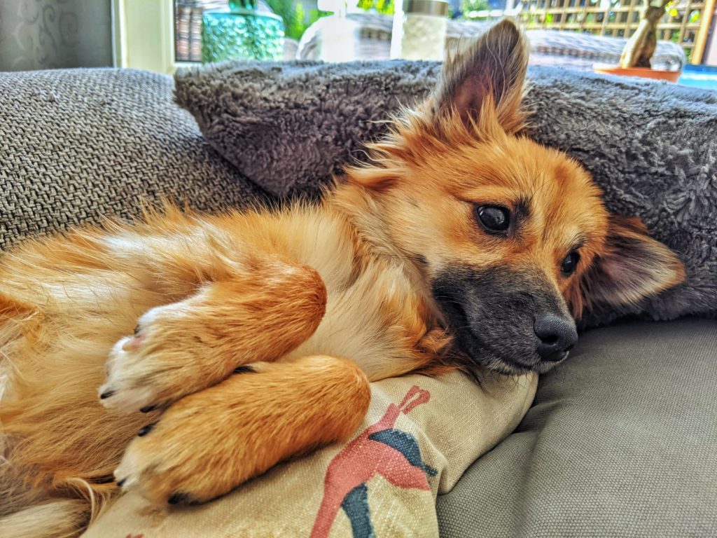 Kora, a German Spitz and Chihuahua mix breed dog.